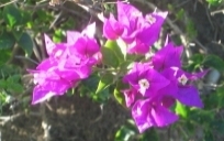 Grenada new homes for sale