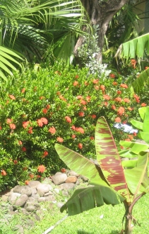 homes for sale in Grenada